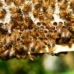 Kifejezetten ajánlott a méhpempő szoptatás idején